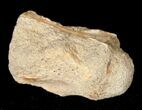 Indeterminate Cretaceous Reptile Vertebra #17682-1